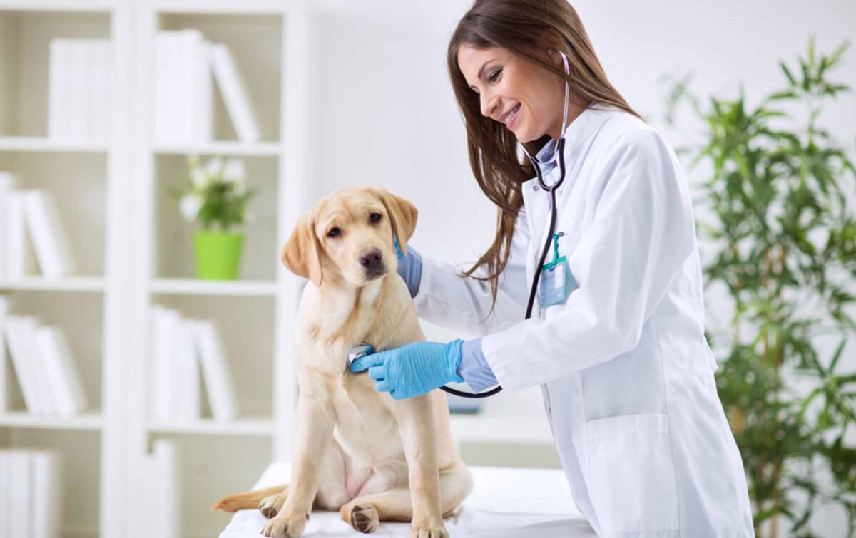 Sistema de turnos online para clinicas veterinarias - Online Appointment Scheduling system for Veterinary clinics