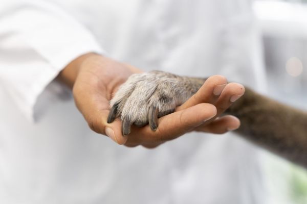 sistema de citas medicas veterinarias